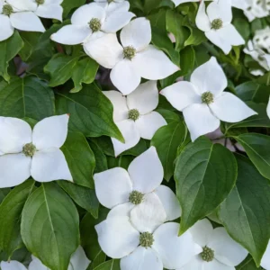 Kousa Dogwood Tree Live Plant 6-12'' Tall Outdoor Flowering Tree