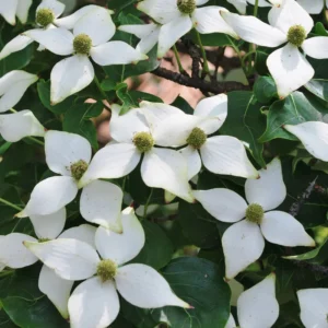 Kousa Dogwood Tree Live Plant 6-12'' Tall Outdoor Flowering Tree