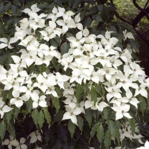 Kousa Dogwood Tree Live Plant 6-12'' Tall Outdoor Flowering Tree