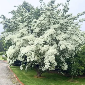 Kousa Dogwood Tree Live Plant 6-12'' Tall Outdoor Flowering Tree