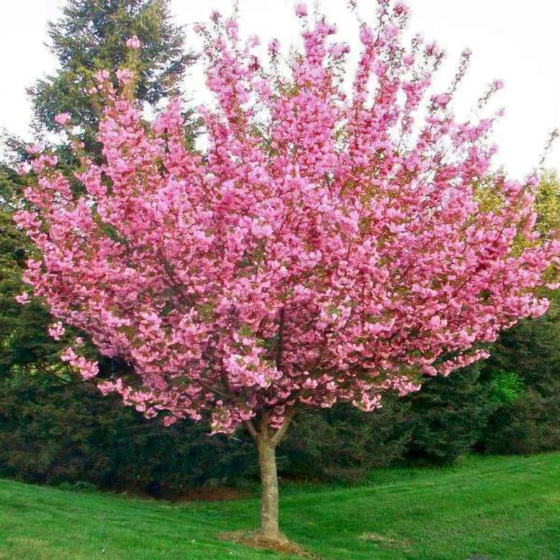 Kwanzan Cherry Blossom Tree Pink Flowering Garden Tree 6-10''
