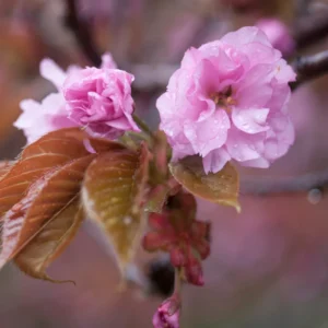 Kwanzan Cherry Blossom Tree Pink Flowering Garden Tree 6-10''