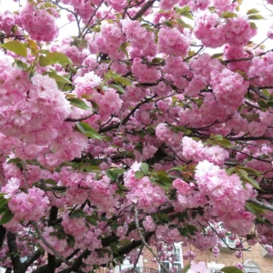 Kwanzan Cherry Blossom Tree Pink Flowering Garden Tree 6-10''