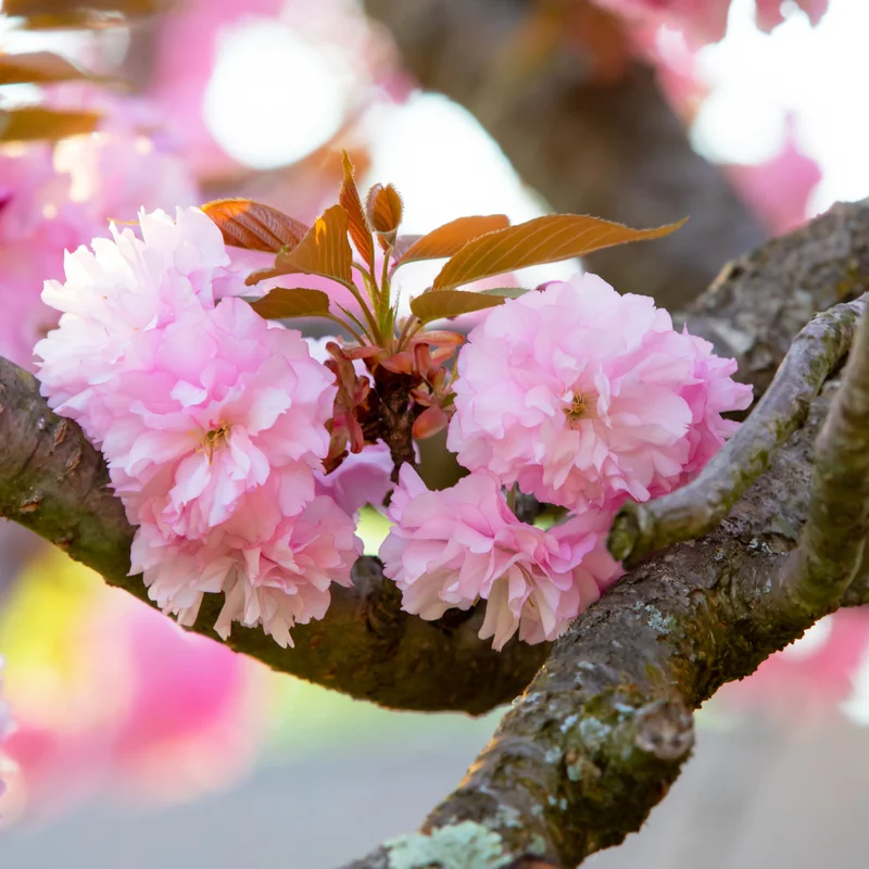 Kwanzan Cherry Blossom Tree Pink Flowering Garden Tree 6-10''