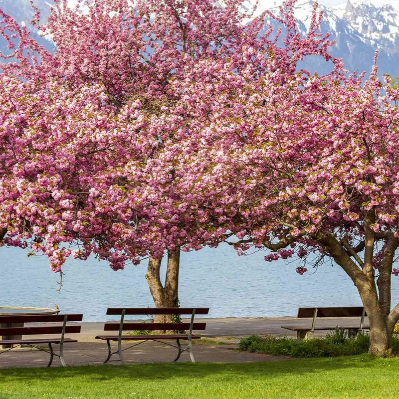 Kwanzan Cherry Blossom Tree Pink Flowering Garden Tree 6-10''