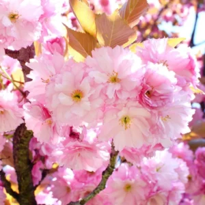 Kwanzan Cherry Tree Live Plant - Pink Flowering - 6-10'' Tall
