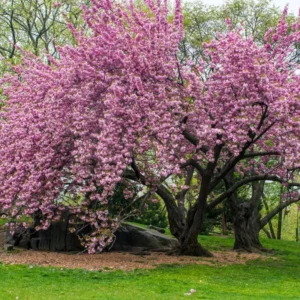 Kwanzan Cherry Tree Live Plant - Pink Flowering - 6-10'' Tall