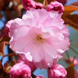 Kwanzan Cherry Tree Live Plant - Pink Flowering - 6-10'' Tall