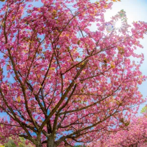 Kwanzan Cherry Tree Live Plant - Pink Flowering - 6-10'' Tall