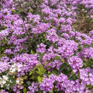 Lavender Lantana Live Plants - Perennial Flowering Outdoor Plant 4-8'' Tall