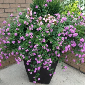 Lavender Lantana Live Plants - Perennial Flowering Outdoor Plant 4-8'' Tall