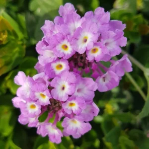 Lavender Lantana Live Plants - Perennial Flowering Outdoor Plant 4-8'' Tall