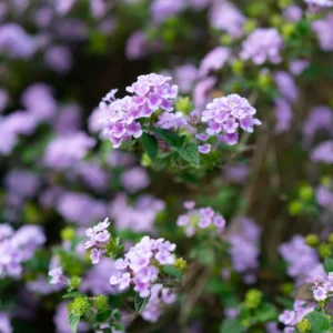 Lavender Lantana Live Plants - Perennial Flowering Outdoor Plant 4-8'' Tall