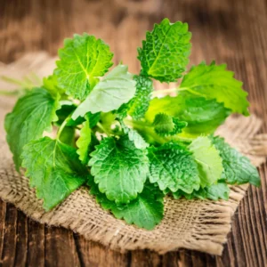 Lemon Balm Plants 2 Live Herb Plugs 3-5" Tall - Garden Ready