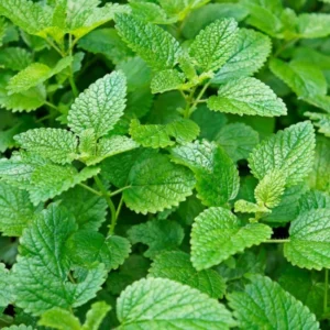 Lemon Balm Plants 2 Live Herb Plugs 3-5" Tall - Garden Ready