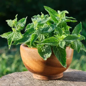 Lemon Balm Plants 2 Live Herb Plugs 3-5