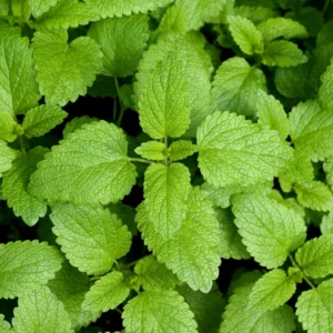 Lemon Balm Plants 2 Live Herb Plugs 3-5