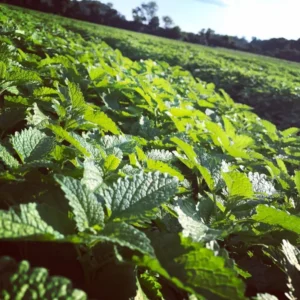 Lemon Balm Plants 2 Live Herb Plugs 3-5