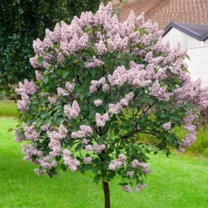 Lilac Bushes Live Plant - Purple Lilac Plant - 6-10'' Tall Well Rooted Shrub