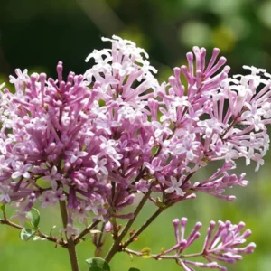 Lilac Bushes Live Plant - Purple Lilac Plant - 6-10'' Tall Well Rooted Shrub