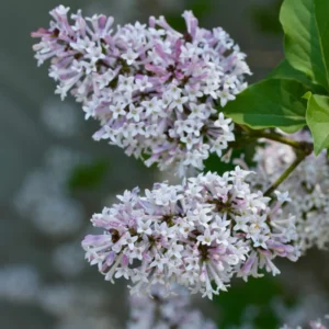 Lilac Bushes Live Plant - Purple Lilac Plant - 6-10'' Tall Well Rooted Shrub