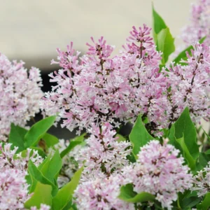 Lilac Bushes Live Plant - Purple Lilac Plant - 6-10'' Tall Well Rooted Shrub