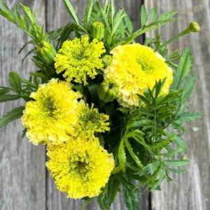 Lime Marigold Plants - Live Green Flowers - 2-5" Plugs