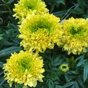 Lime Marigold Plants - Live Green Flowers - 2-5" Plugs