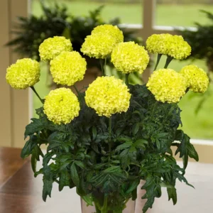 Lime Marigold Plants - Live Green Flowers - 2-5