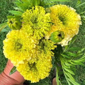 Lime Marigold Plants - Live Green Flowers - 2-5