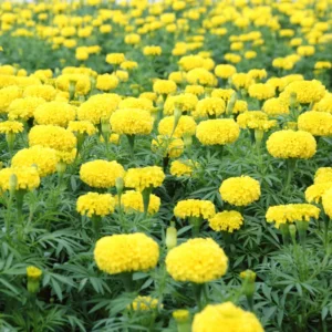 Lime Marigold Plants - Live Green Flowers - 2-5