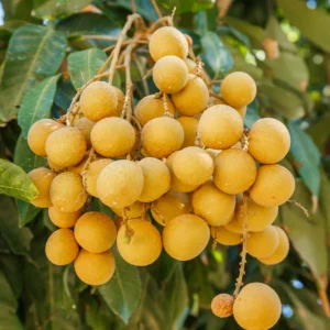 Longan Tree Tropical Fruit 8-10 Inches - Grow Exotic Fruit