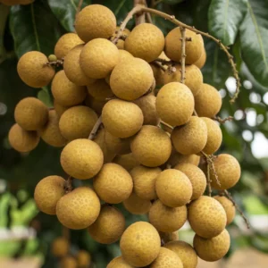 Longan Tree Tropical Fruit 8-10 Inches - Grow Exotic Fruit