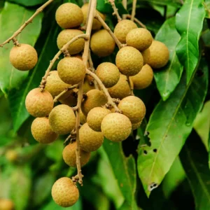 Longan Tree Tropical Fruit 8-10 Inches - Grow Exotic Fruit