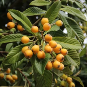 Loquat Tree Plant - 7-10 Inch - Fruit Bearing Tree