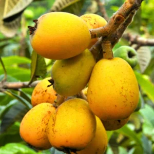Loquat Tree Plant - 7-10 Inch - Fruit Bearing Tree