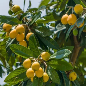 Loquat Tree Plant - 7-10 Inch - Fruit Bearing Tree