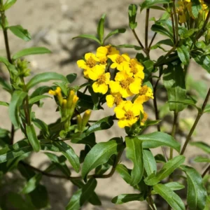 Mexican Tarragon Live Plants - Pack of 2 Herb Plants for Outdoor Garden 5-9''