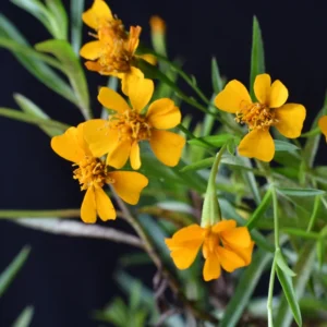 Mexican Tarragon Live Plants - Pack of 2 Herb Plants for Outdoor Garden 5-9''