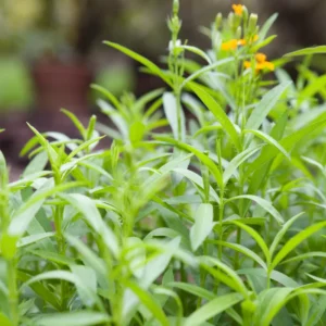 Mexican Tarragon Live Plants - Pack of 2 Herb Plants for Outdoor Garden 5-9''