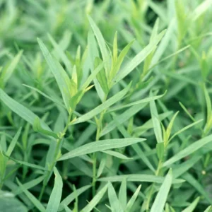 Mexican Tarragon Live Plants - Pack of 2 Herb Plants for Outdoor Garden 5-9''