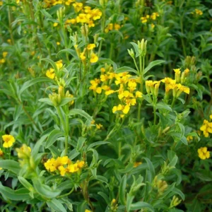 Mexican Tarragon Live Plants - Pack of 2 Herb Plants for Outdoor Garden 5-9''