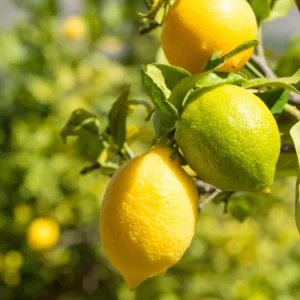 Meyer Lemon Tree Live Plant - Starter Size 4-6 Inches