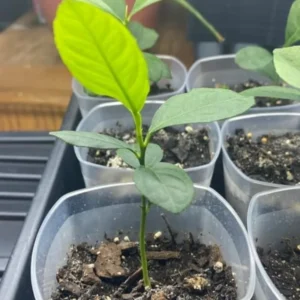 Meyer Lemon Tree Live Plant - Starter Size 4-6 Inches