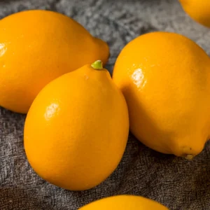 Meyer Lemon Tree Live Plant - Starter Size 4-6 Inches