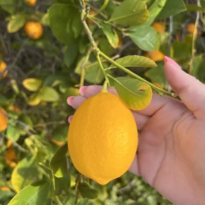 Meyer Lemon Tree Live Plant - Starter Size 4-6 Inches