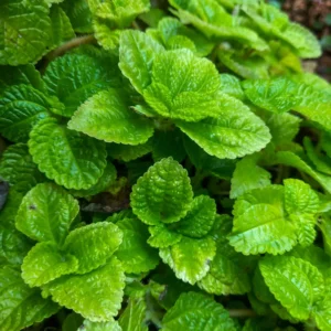Mojito Mint Plant Live - 4-7 Inches - Fresh Herb