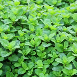 Mojito Mint Plant Live - 4-7 Inches - Fresh Herb