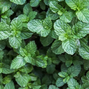 Mojito Mint Plant Live - 4-7 Inches - Fresh Herb