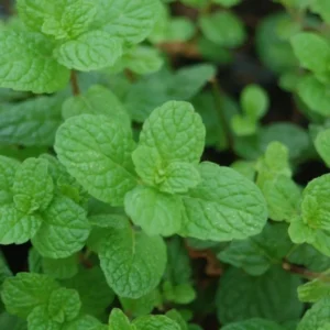 Mojito Mint Plant Live - 4-7 Inches - Fresh Herb